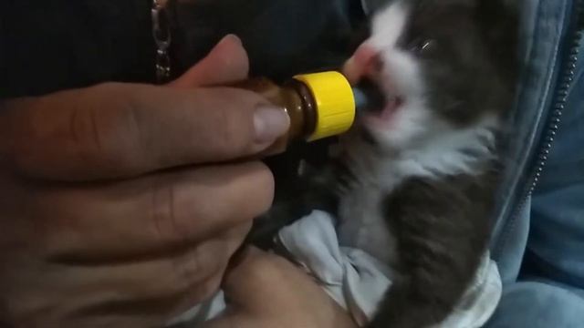 КОТИК ПЬЁТ МОЛОКО ИЗ БУТЫЛОЧКИ(СОСКИ)!!! смотреть онлайн