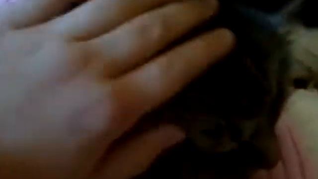 кошка заболела... смотреть онлайн