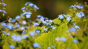 Футаж — Незабудка. Футажи (footage) красивая природа [FullHD]