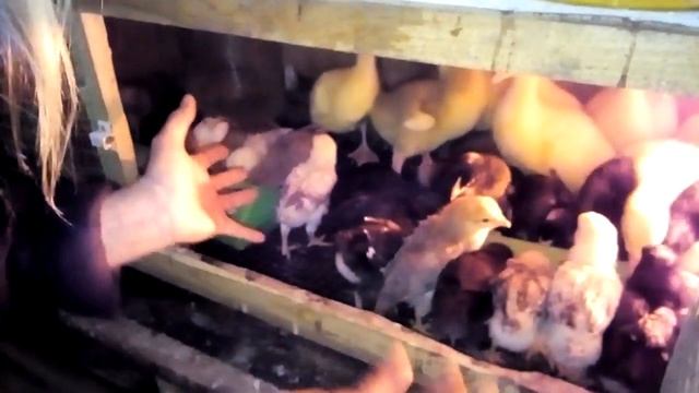 Доминанты. Гусята. Кормление. 1 неделя. 2 часть смотреть онлайн