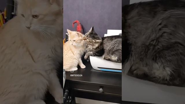 Дружба крепкая