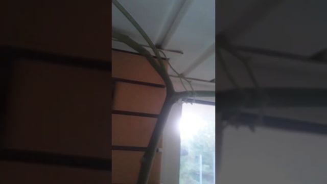 Тамарилло плоды в горшке! смотреть онлайн