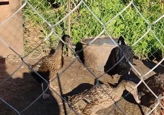 жизнь уток 19 #ducklife #villagelife #duck #утки бегунки