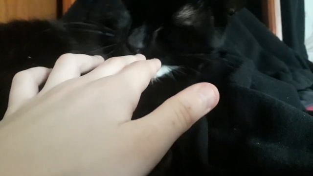 кот спит на стуле смотреть онлайн