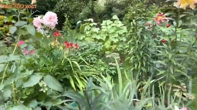 Сад в августе - цветут розы, лилии, лилейники смотреть онлайн