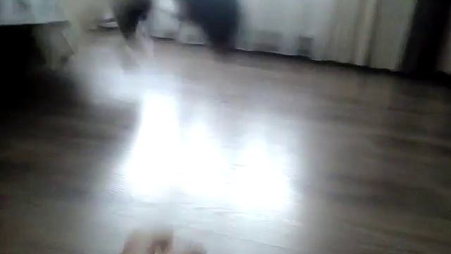 Учим говорить кота смотреть онлайн