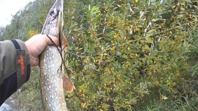 Рыбалка Ловля щуки осенью на спиннинг Безудержный клев смотреть онлайн