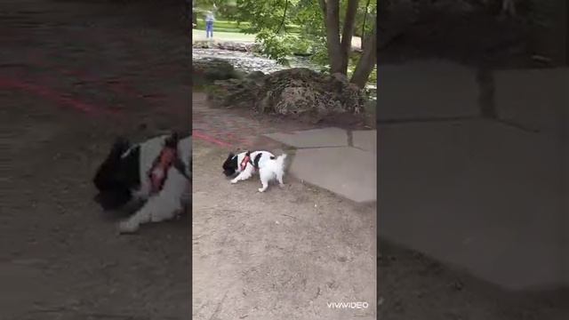 красавчик Аполлон Купидонович чихуахуа ПРОДАЖА питомник Кастропуло Крым+79787458062 Viber WhatsApp