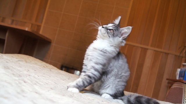 Котенок мейн-кун Zen Garden Kurt смотреть онлайн