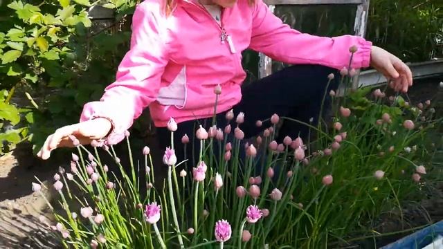 Про руколу и другие растения. смотреть онлайн