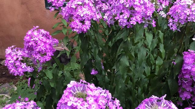 Nature Meditation (butterfly and phlox) смотреть онлайн