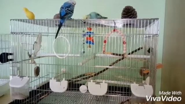 Что нужно, чтобы завести волнистого попугая. Важно. Смотреть до конца. смотреть онлайн