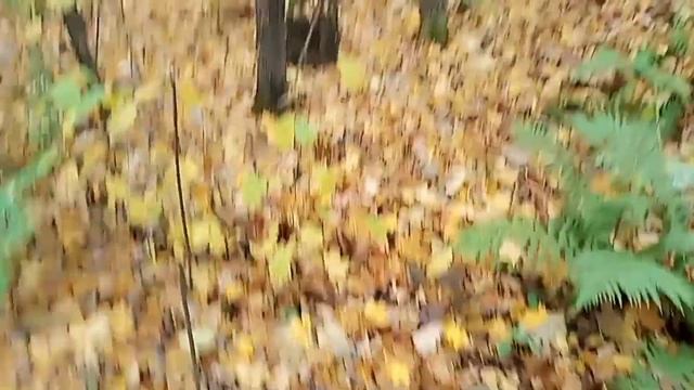 Грибной сезон открыт Башкирия 14.10.2022?? смотреть онлайн