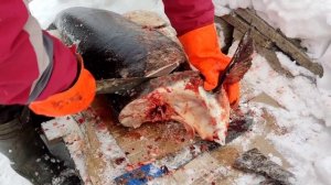 Разделка толстолоба на 43кг.