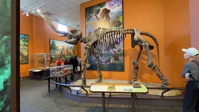 Не выходя из дома, можно посетить один из лучших музеев Сан Диего - San Diego Natural History Museu смотреть онлайн