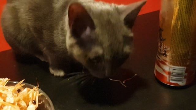 Кот ест хитин от креветок