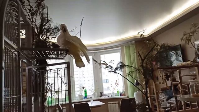 И в поилке тоже вода мокрая, как так можно?! смотреть онлайн