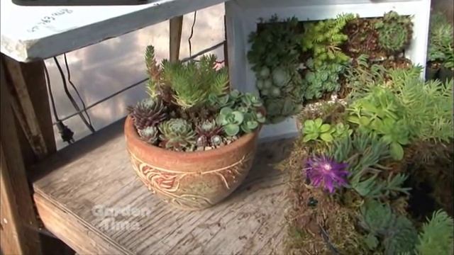 Planting Sedums смотреть онлайн