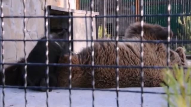 Как медведица Настя медвежат кормит. Парк львов "Тайган" смотреть онлайн