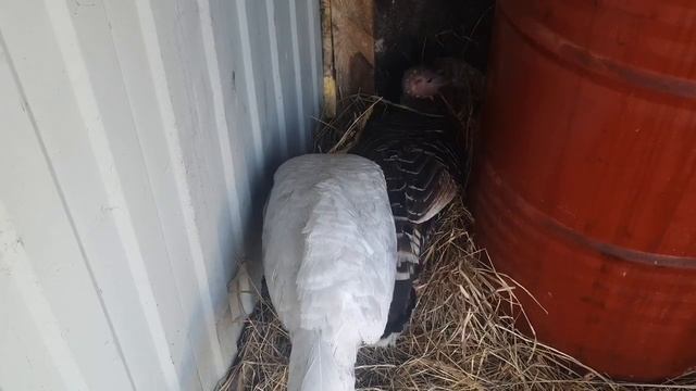 В каком возрасте начинают нестись индюшка смотреть онлайн