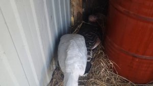 В каком возрасте начинают нестись индюшка