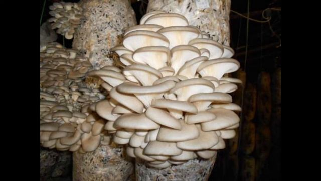 Субстрат для грибов смотреть онлайн