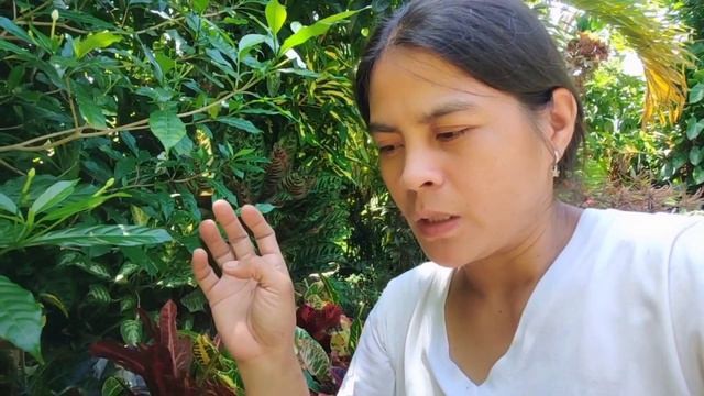 PRESENTING OF TRENDING AND AMAZING PLANTS NGAYON//BOUND TO RIZAL,PANGASINAN,ZAMBALES смотреть онлайн