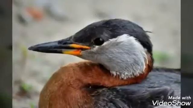 Животные красной книги смотреть онлайн