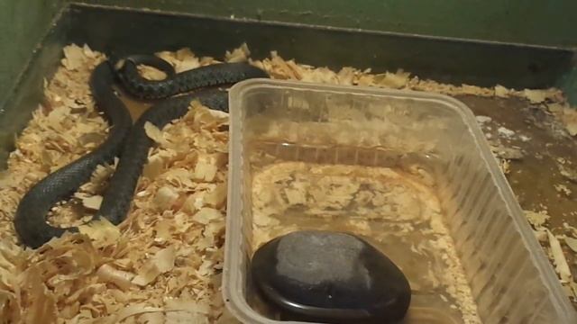 Сходство гадюки и ужа. смотреть онлайн