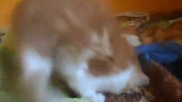 Отдам котенка (мальчик) смотреть онлайн