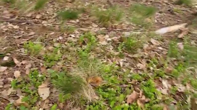 Hřib Kovář - Boletus Erythropus