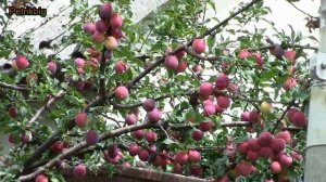 Алыча «Обильная» Красно фиолетовая крупноплодная