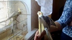 Первое знакомство корелл Риччи + Роза. Как они знакомятся попугай корелла говорит