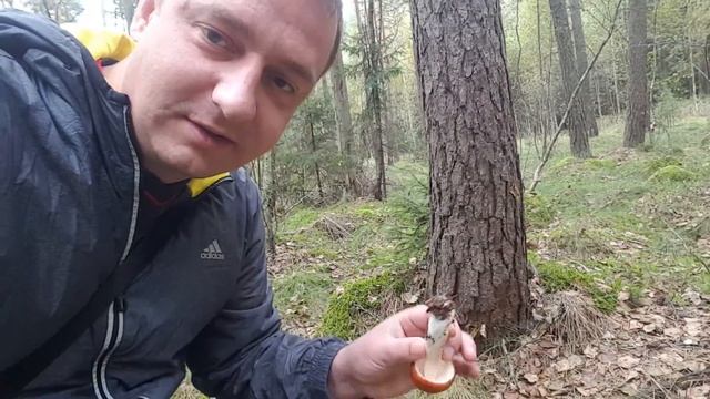 Поход папы за грибами и первый гриб смотреть онлайн