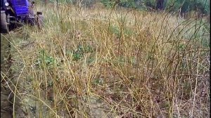 Вспашка целины трактором мтз-80.