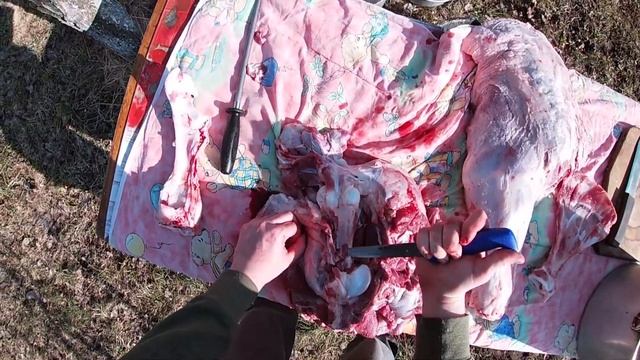 РАЗДЕЛКА ТЕЛЁНОК