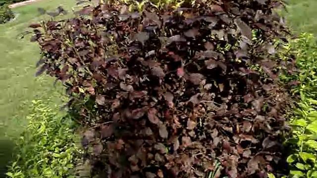 Композиция цветка из черемухи краснолист. и чубушника золотистая смотреть онлайн