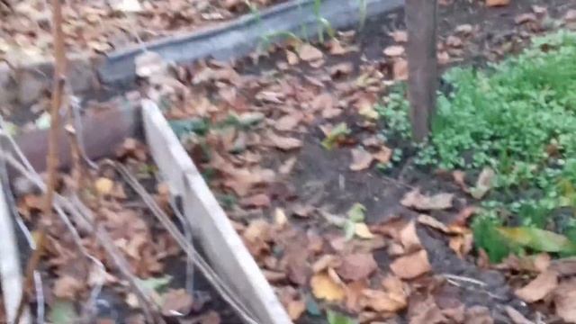 укрываю розы на зиму,обрезаю виноград смотреть онлайн