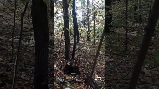 Осенние опята смотреть онлайн