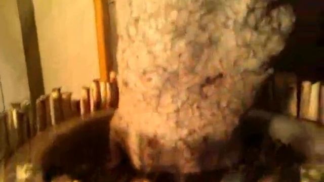 baobab (Adansonia digitata) смотреть онлайн