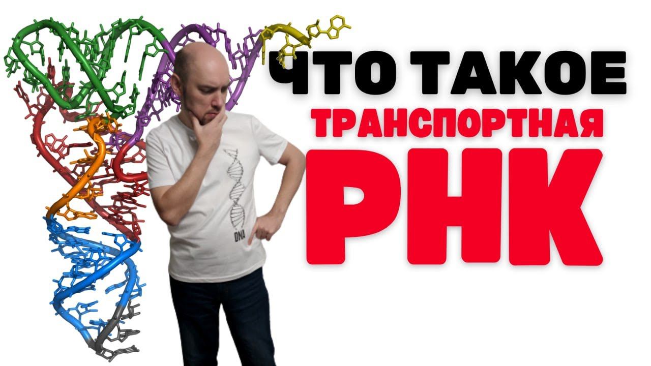 Что такое транспортная РНК? Душкин объяснит смотреть онлайн
