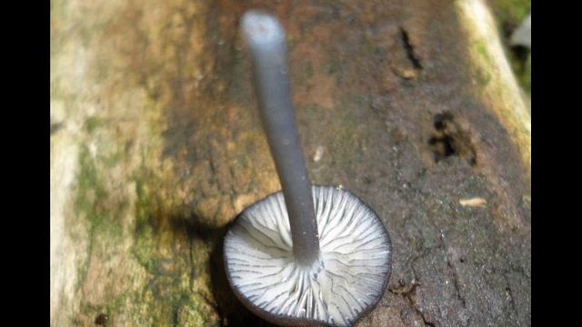 Entoloma serrulatum смотреть онлайн
