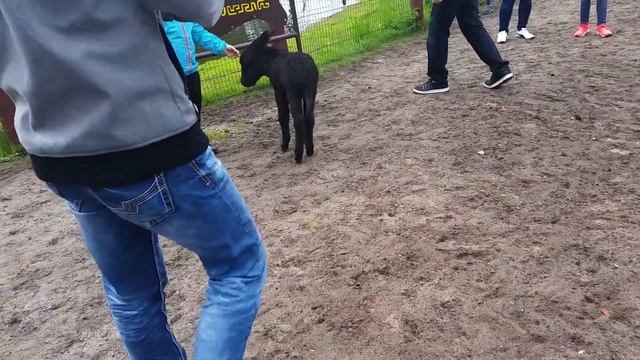 Baby Esel flippt aus ?? смотреть онлайн