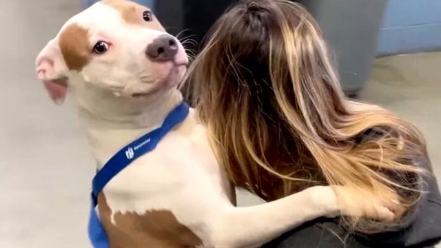 Парень оставил собаку в аэропорту и улетел. Но произошло невероятное!