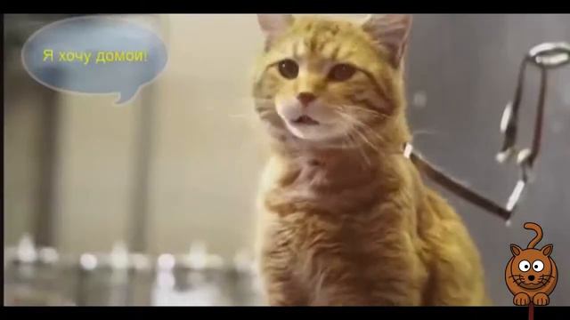 ОБРАЩЕНИЕ КОТИКОВ | КОТИКИ ХОТЯТ ДОМОЙ смотреть онлайн