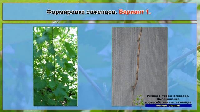 11. Формировка саженцев винограда. Правильная и ускоренная формировки (Бонусное видео) смотреть онлайн