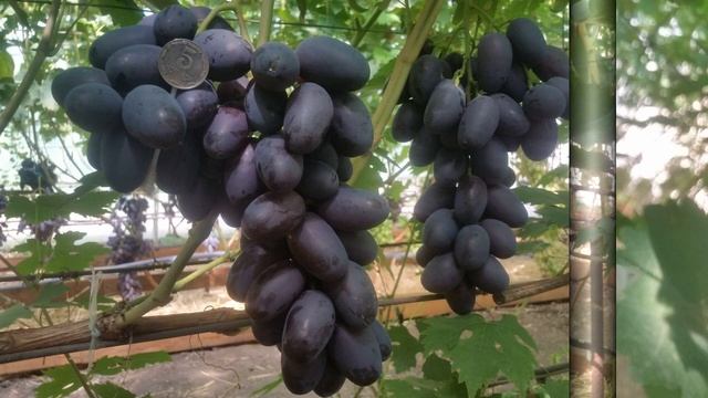 Виноград АЛВИКА смотреть онлайн