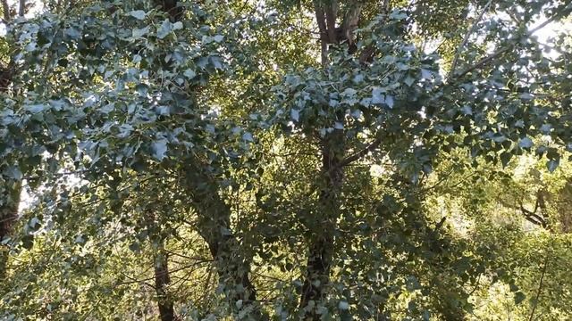 ЧТО ВЫБИВАЕТ ИЗ КОЛЕИ РАЗНЫХ ЗНАКОВ ЗОДИАКА... советы астрологов смотреть онлайн