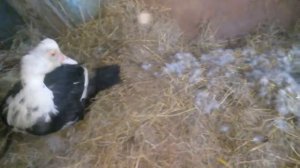 Вывод утят под индоуткой и перенос гнезда на новое место