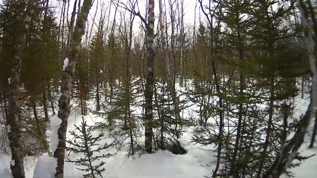 Прогулка в лес*Волки гоняют Изюбрей* смотреть онлайн